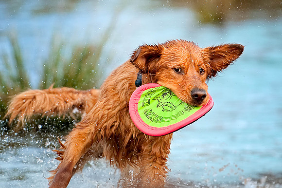 "Finn" Frisbee Catch