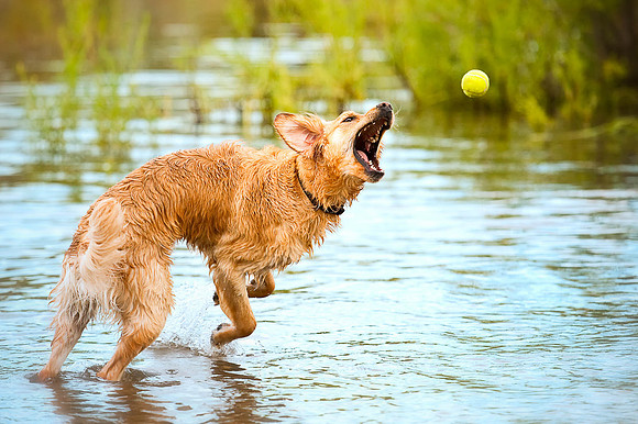 Tennis Ball & "Julius"