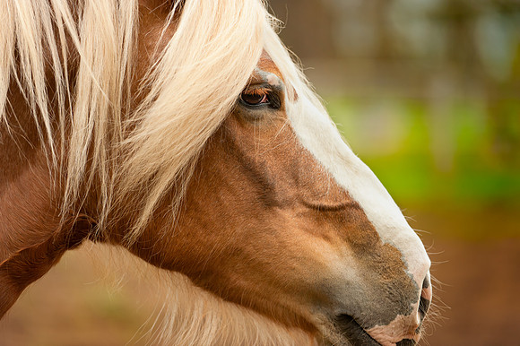 Horses_jks5893