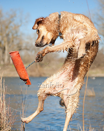 Golden Doggies