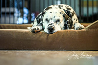 With Lily: Backyard to American River