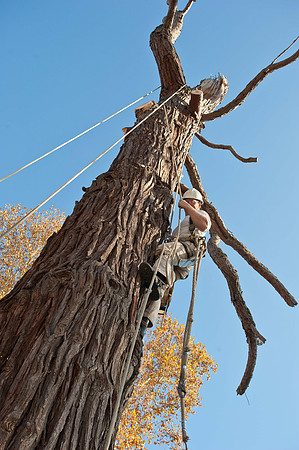VirginiaAveCedar-53