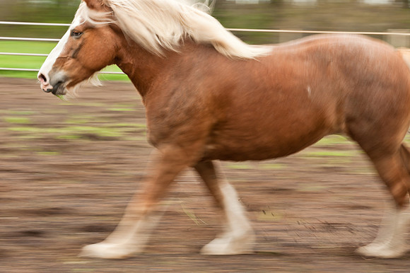Horses_jks5946