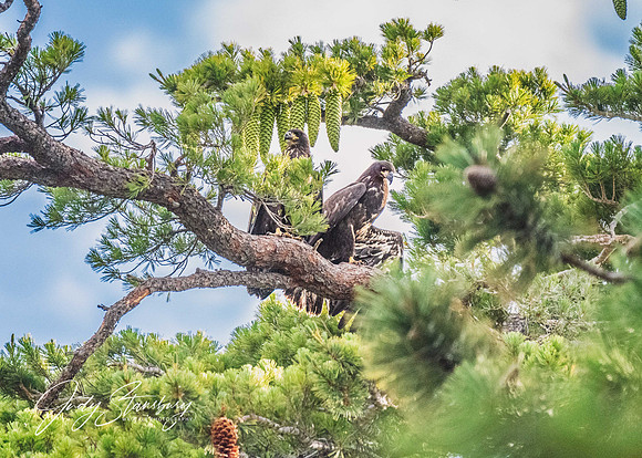 Eagles_jks__8505859-Edit