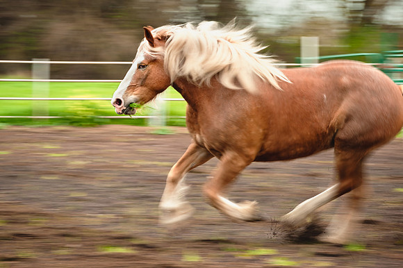 Horses_jks5929