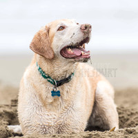 Cayucos Doggies 10/13-14/2016