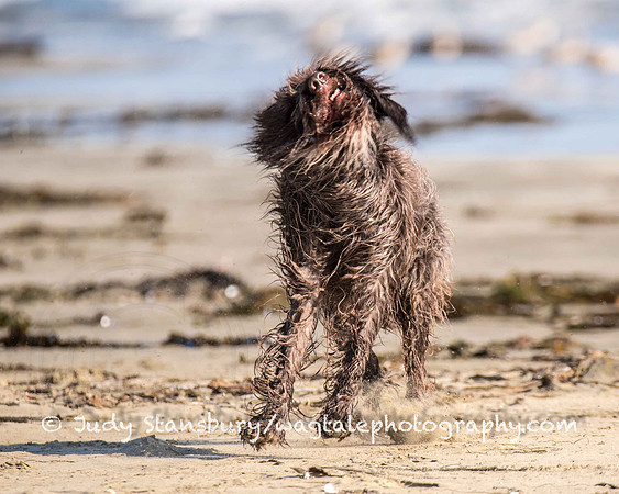 Cayucos_jkstans8262