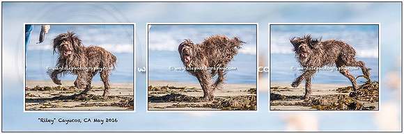 Riley 12x36 CayucosWeb