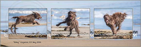 Riley12x36-2Draft
