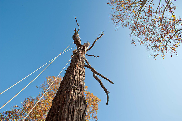 VirginiaAveCedar-70