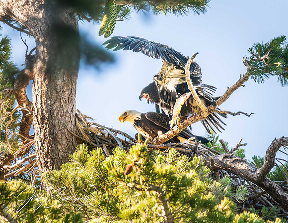 Eagles_jks__8505635-Enhanced-NR