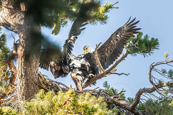 Eagles_jks__8505620-Enhanced-NR