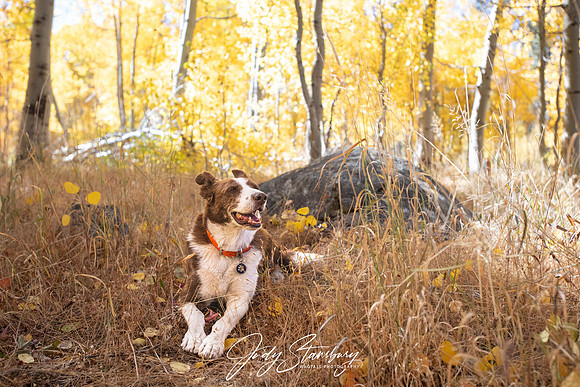 DogBeach_jks_8509663