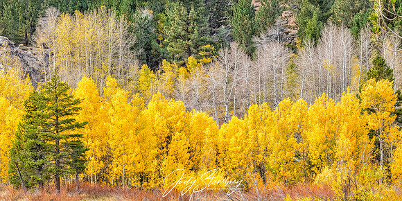 TahoeFall_jks__8509305-Pano-Edit