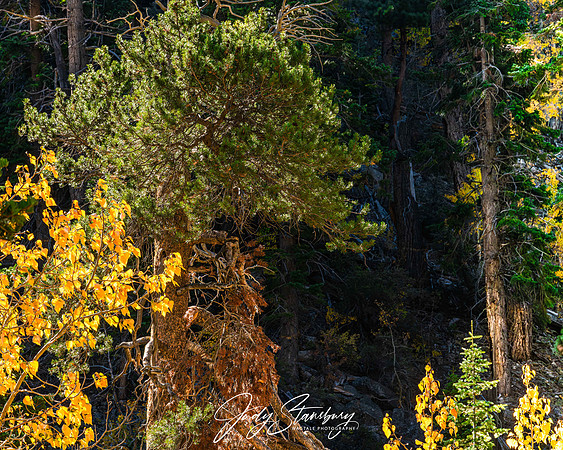 TahoeFall_jks__8509561-Enhanced-NR