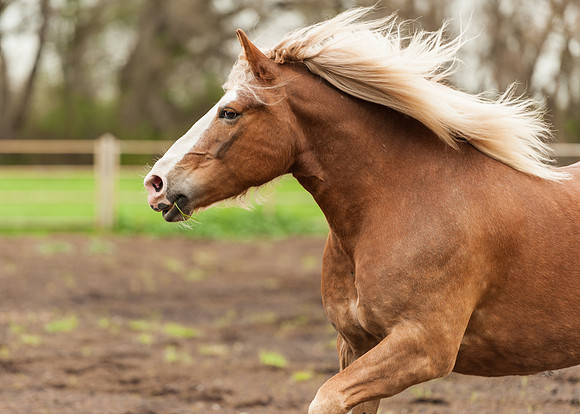 Horses_jks5901