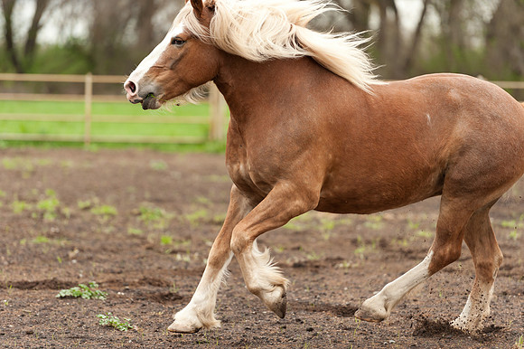 Horses_jks5915