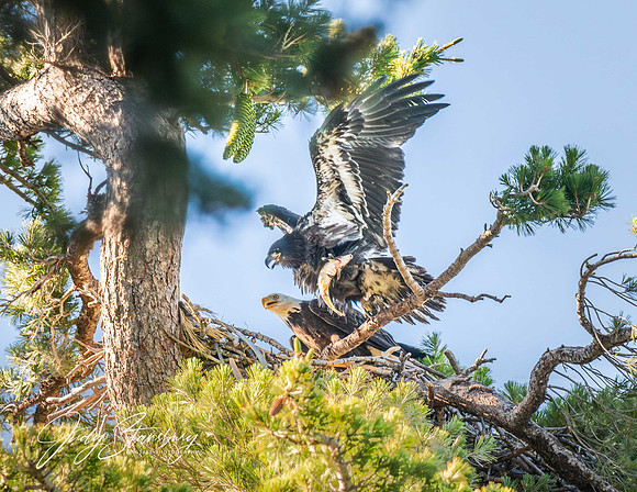 Eagles_jks__8505636-Enhanced-NR