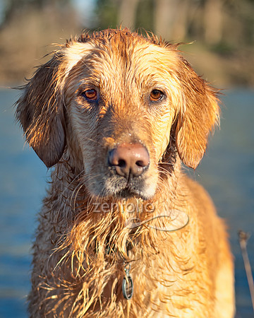 Golden Doggies