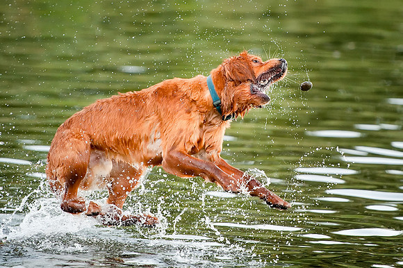 "Finn" Catch in Water