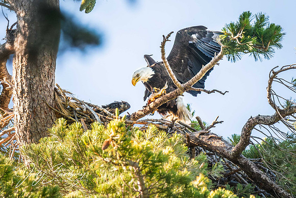 Eagles_jks__8505619-Enhanced-NR