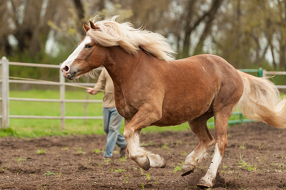 Horses_jks5828
