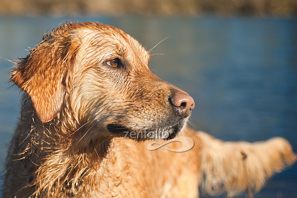 Golden Doggies