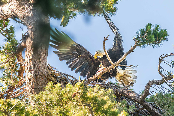 Eagles_jks__8505618-Enhanced-NR