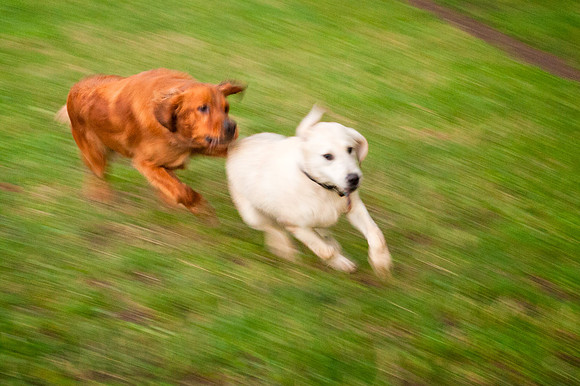 Finn & Buddy..."Chase"