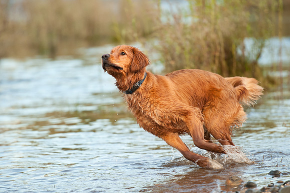 "Finn" Water Tracking
