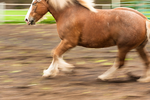 Horses_jks5944