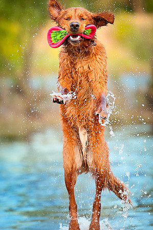 "Finn" Jumping Catch