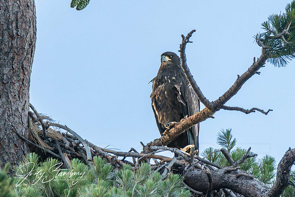 Eagles_jks__8505529-Enhanced-NR