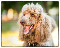 DogPark_jks7882-2-2