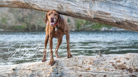 Hot August Nights at American River 2021