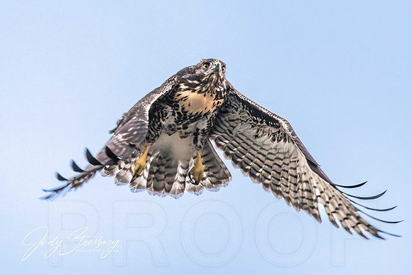 Hawk_jks__8501049-Enhanced-NR
