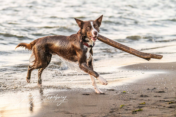 Take it away, Ziggy!