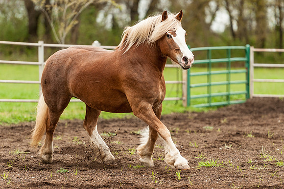 Horses_jks5874