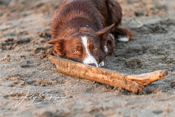 ZIGGY...only one thing on his mind!