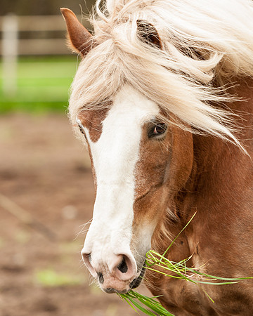 Horses_jks5800